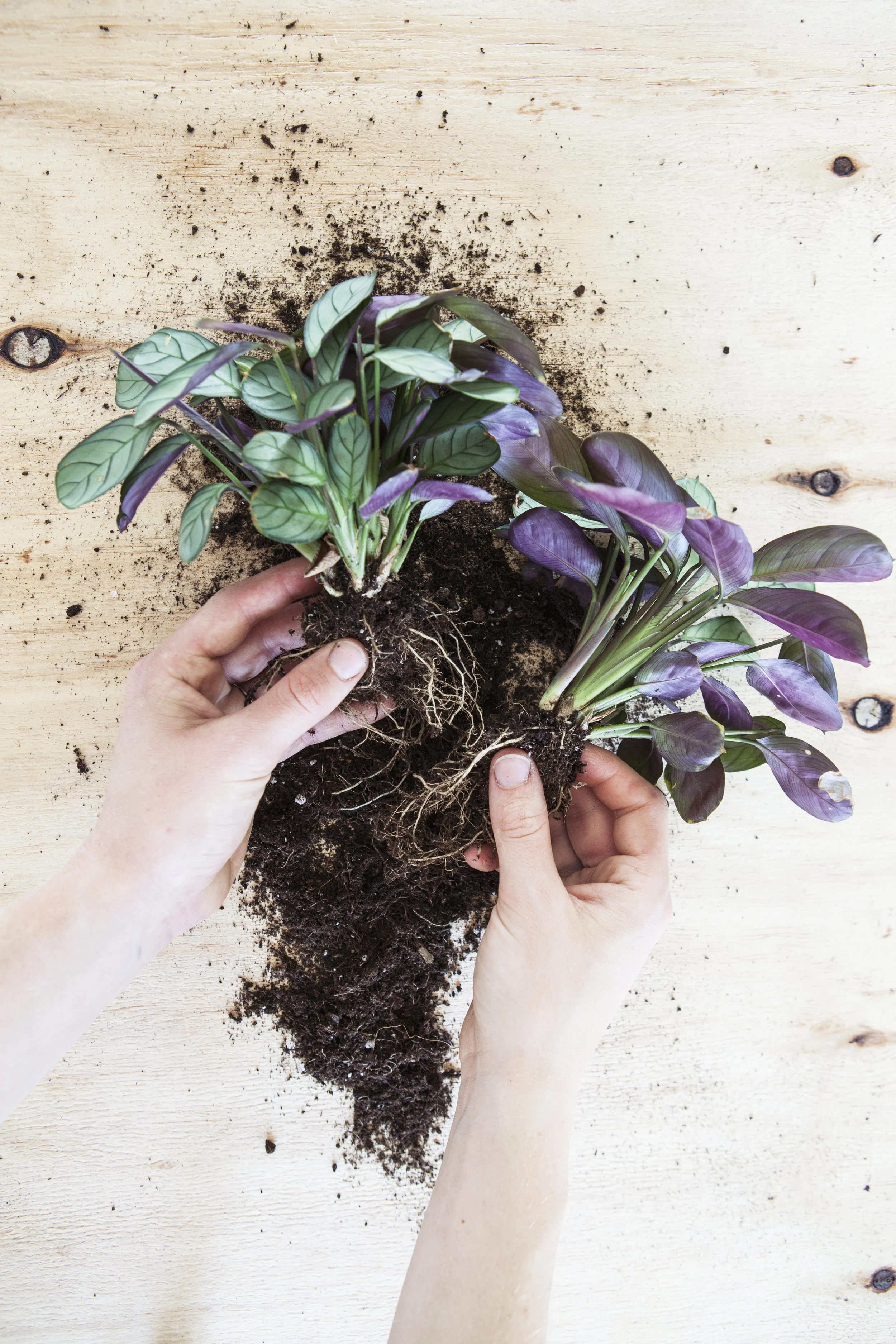 Ctenanthe burle-marxii stekken