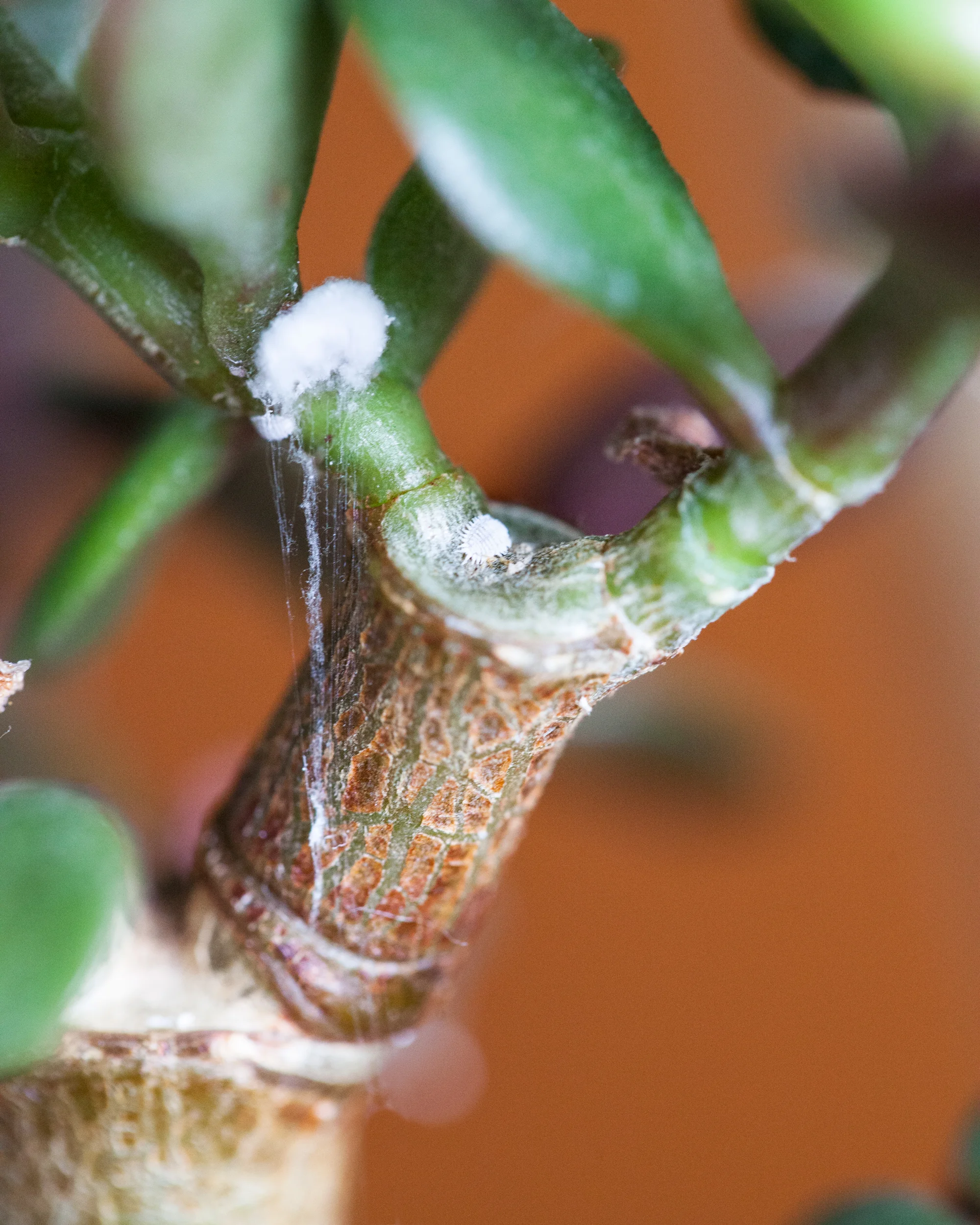 Wat doe je tegen ongedierte in je plant?