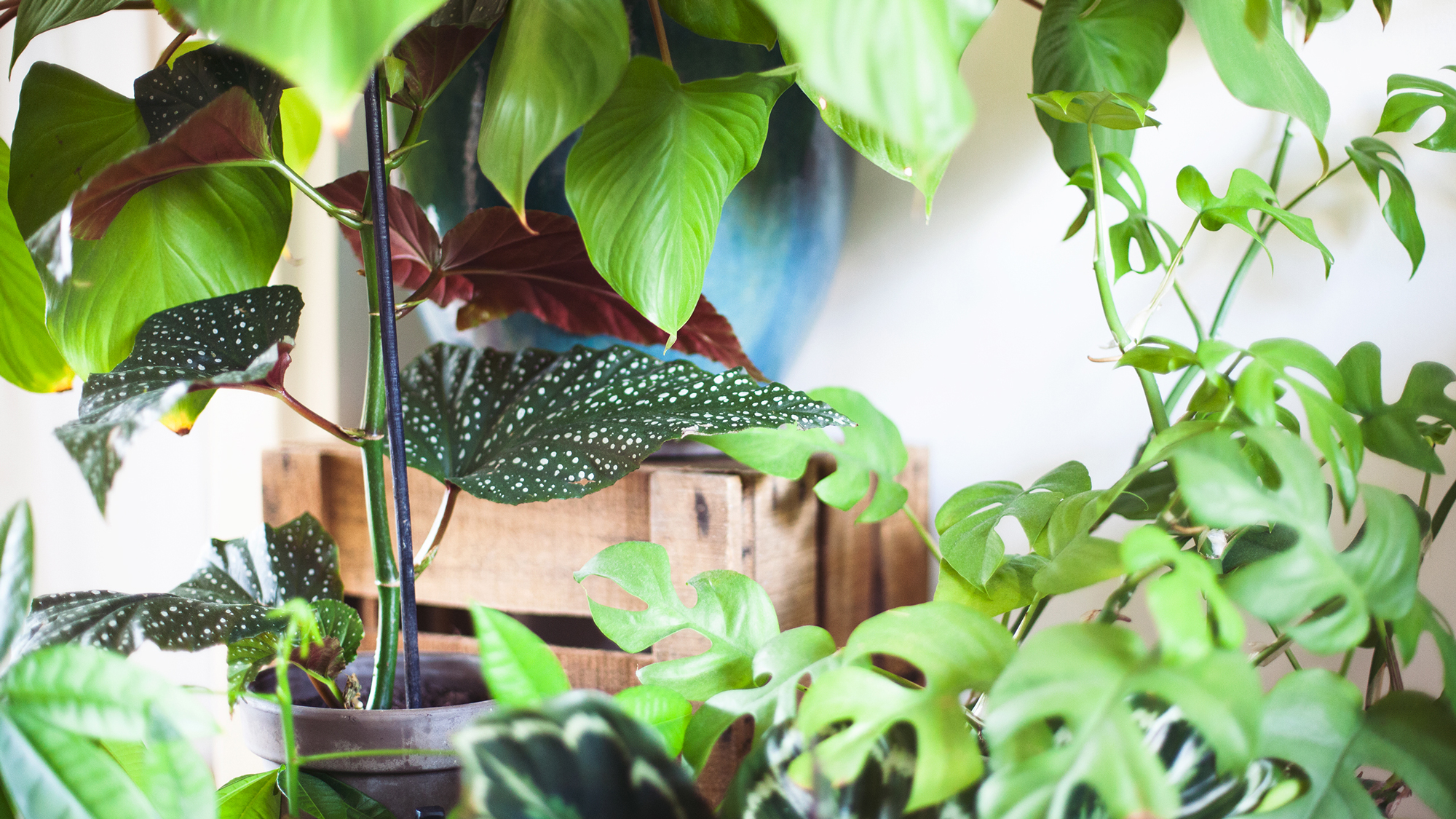 Intratuin_Mama Botanica_Calathea_02.jpg