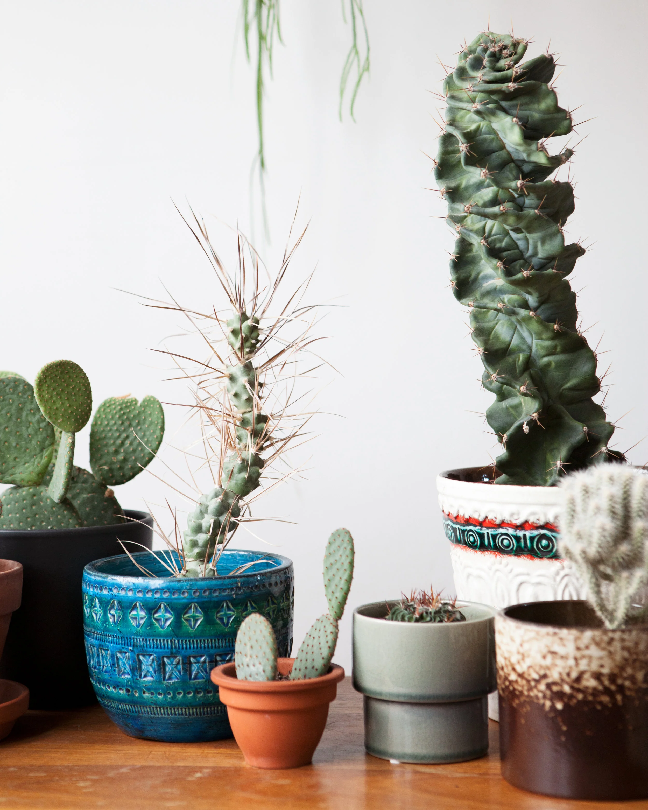 Hoe verzorg je een cactus? 🌵