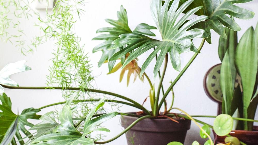 nek Ontaarden Injectie Verzorging van je kamerplanten in de zomer — Mama Botanica