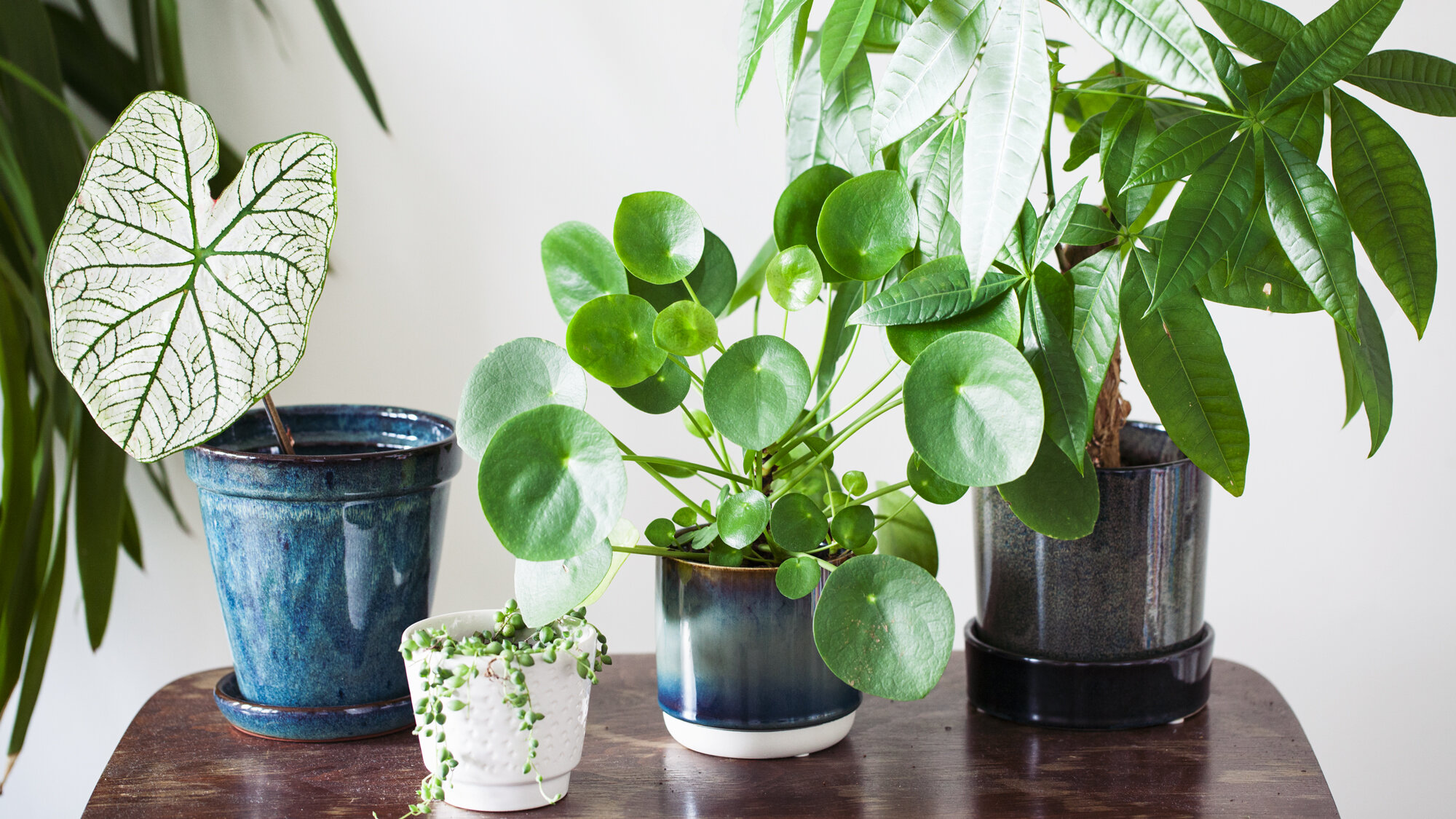 zwaan chef absorptie Waar moet je op letten als je een nieuwe plant koopt? — Mama Botanica