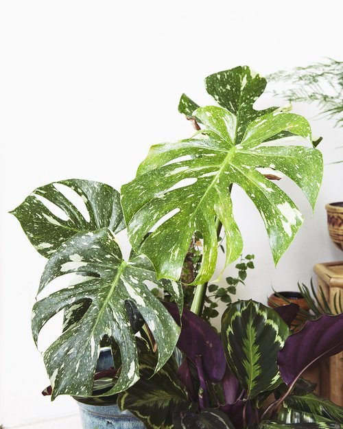 philodendron burle marxii variegata Philodendron Burle Marx Variegata  Foliage Factory