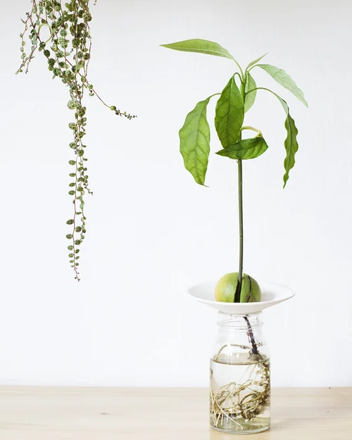 Avocado pit planten: d makkelijkste manier om een avocadopit te ontkiemen   Mama Botanica