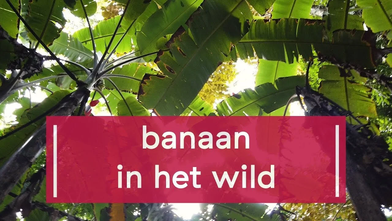 Bananenplant in het wild 🍌