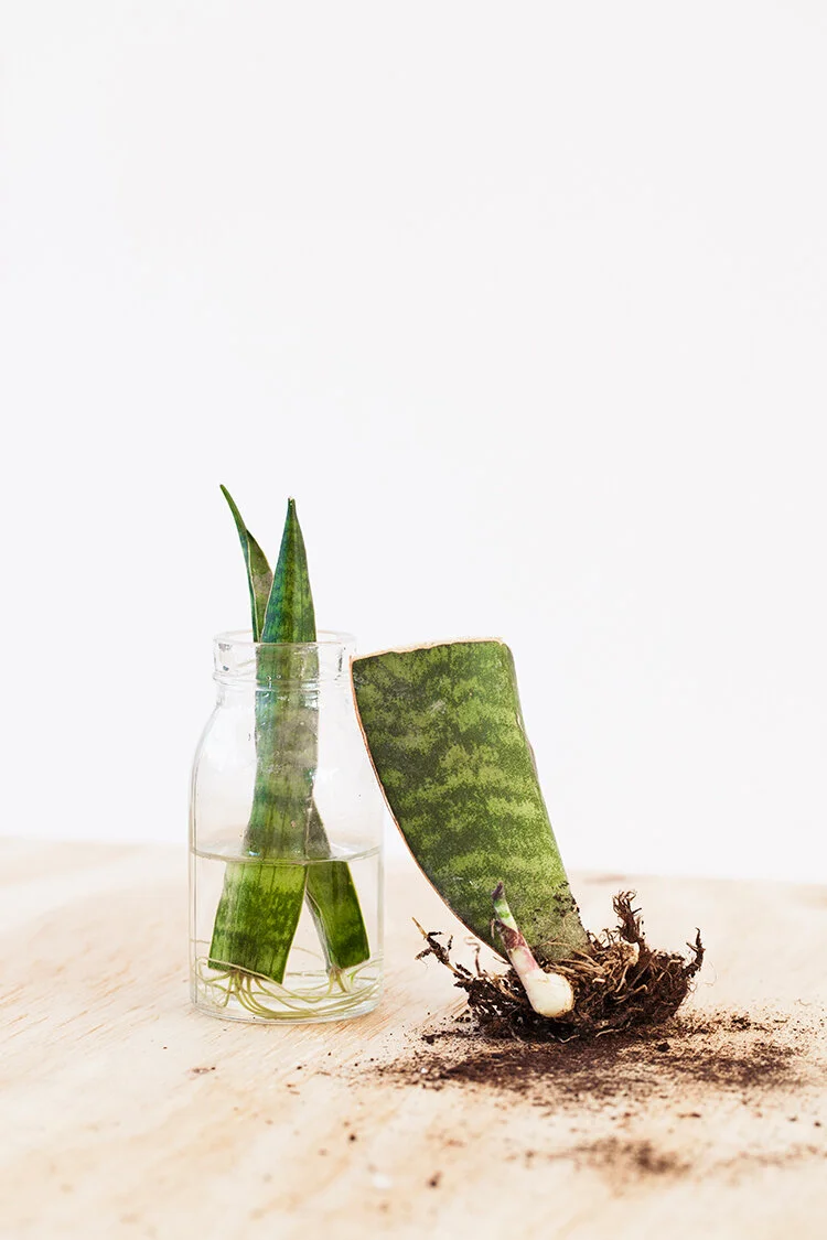Sansevieria stekken: stappenplan + video