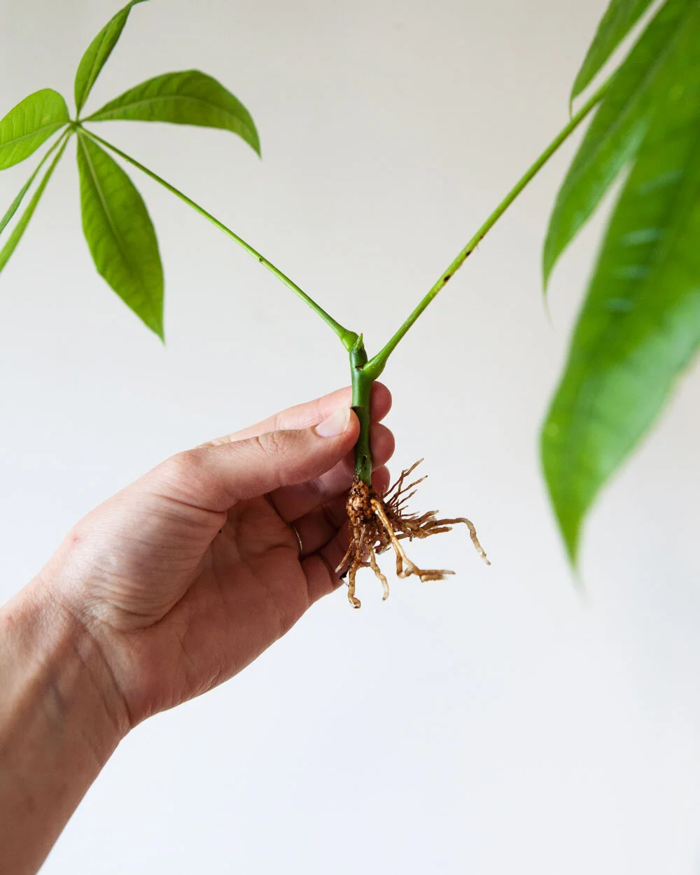 Pachira aquatica (Geldboom) stekken 