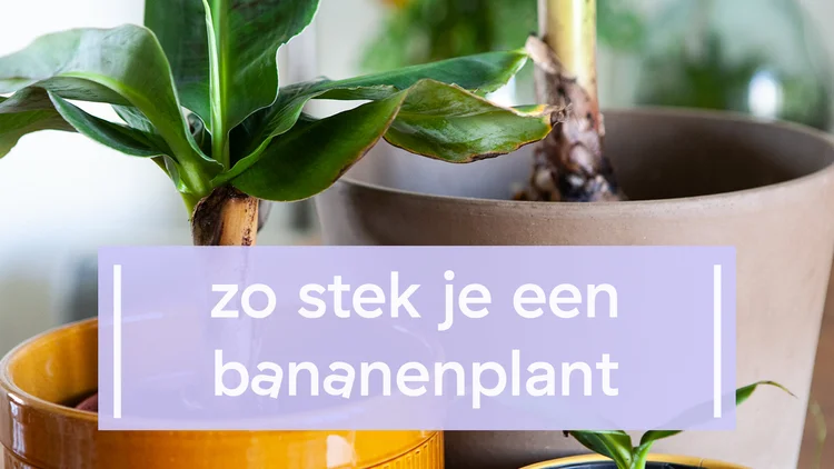 Calathea stekken: stappenplan + video  Mama Botanica