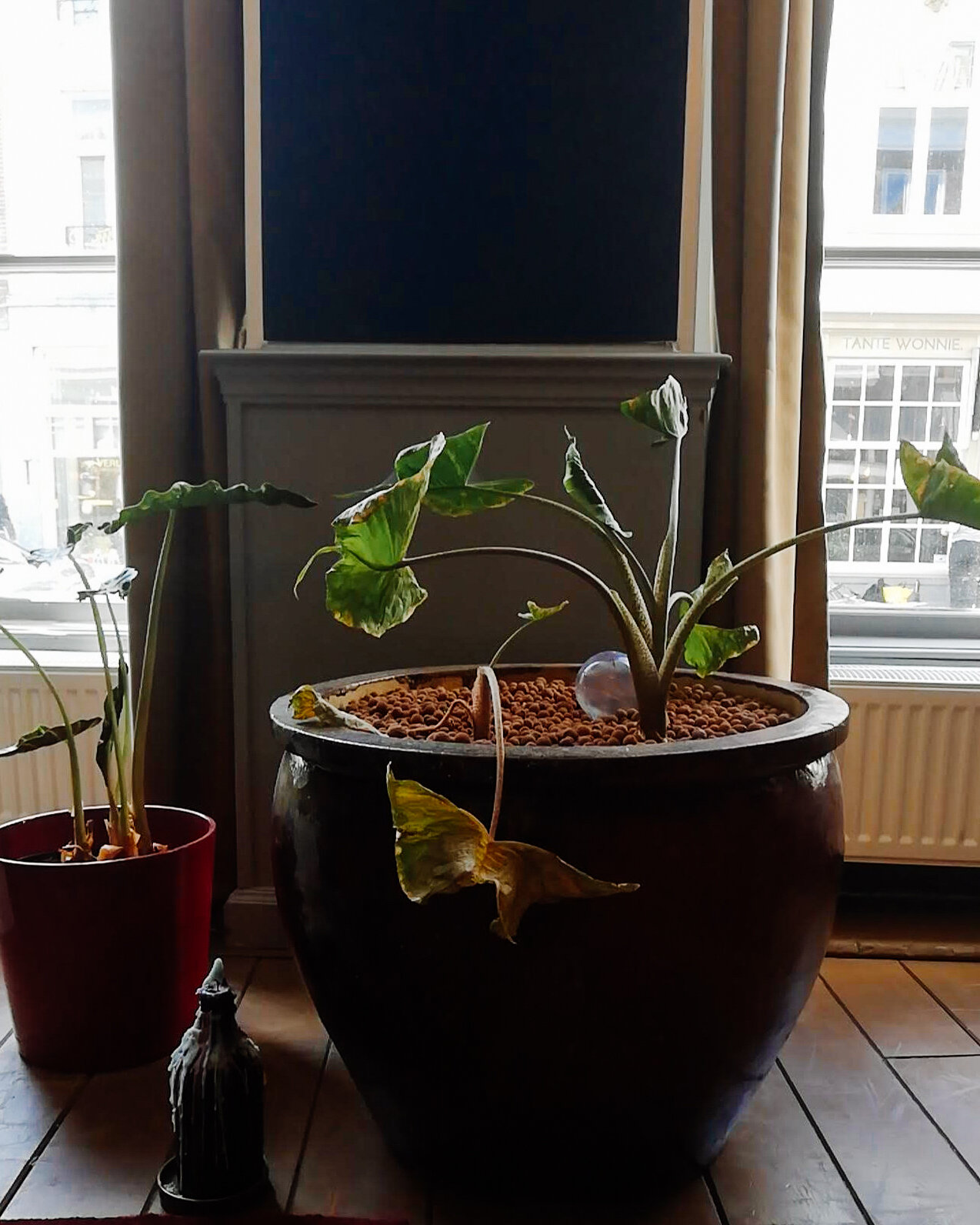 Spaans Treinstation item Plantenvraag: Kun je planten ook 'terugpotten'? — Mama Botanica