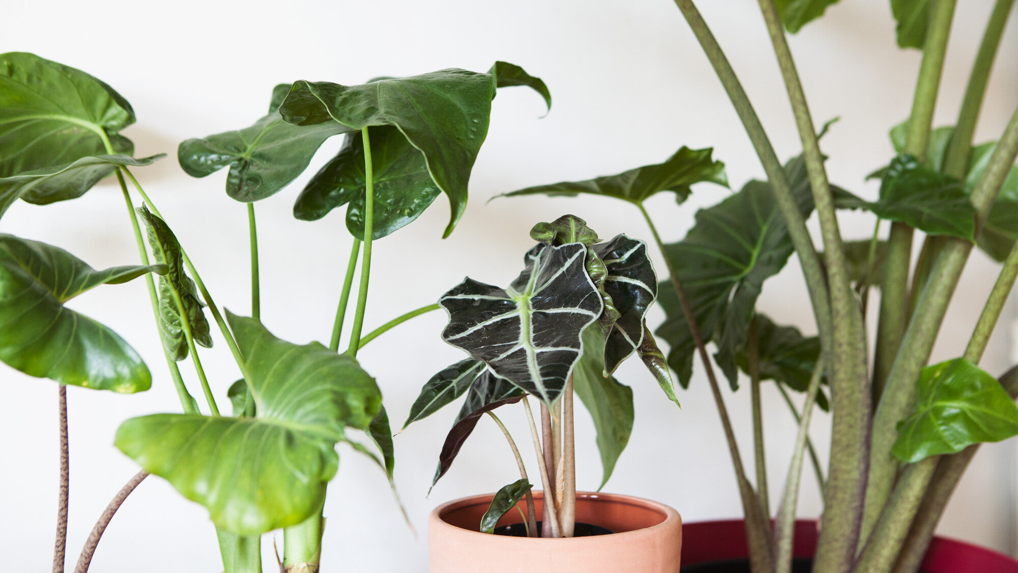 Intratuin_Mama Botanica_Blog0301.jpg