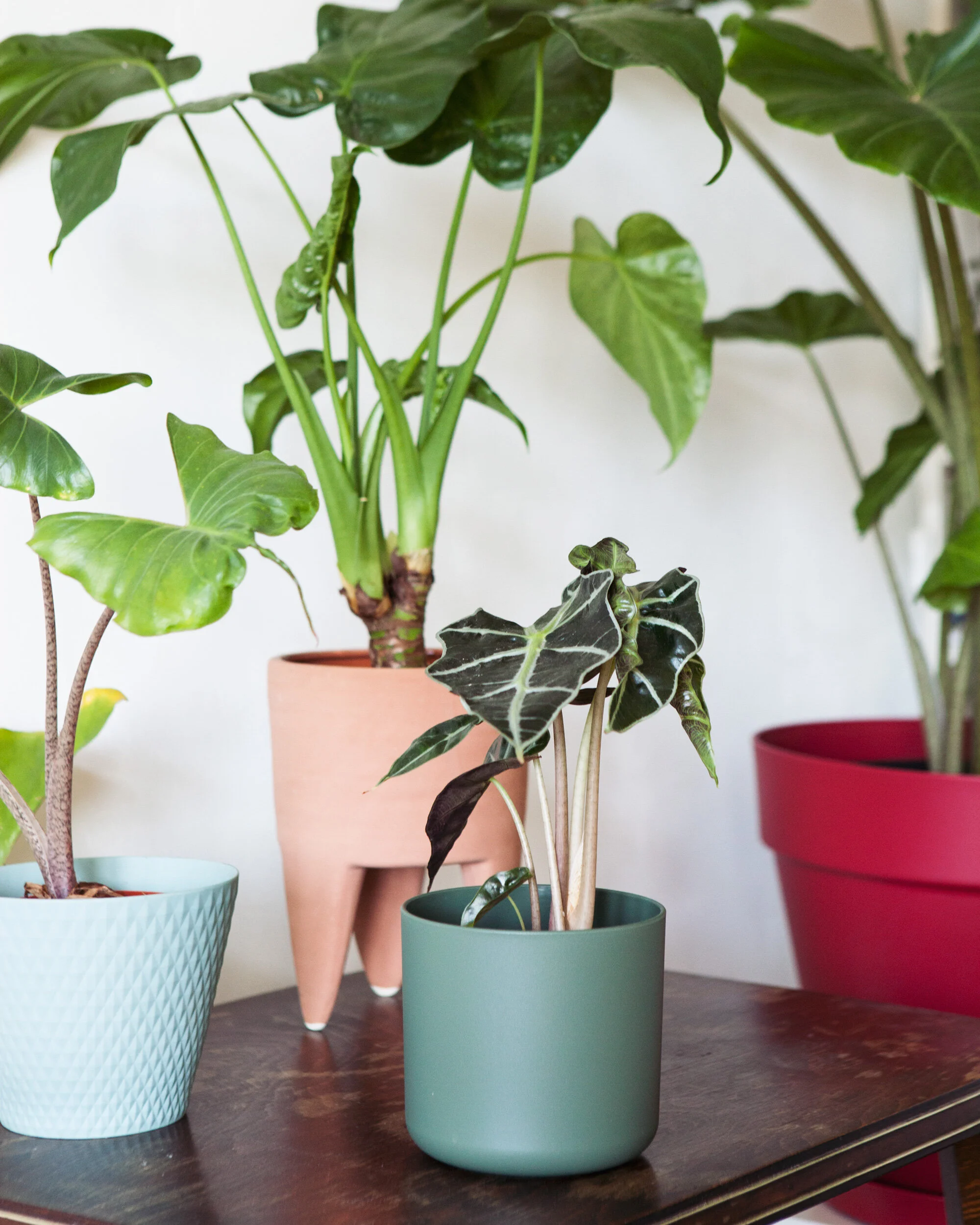 Zo verzorg je de Alocasia