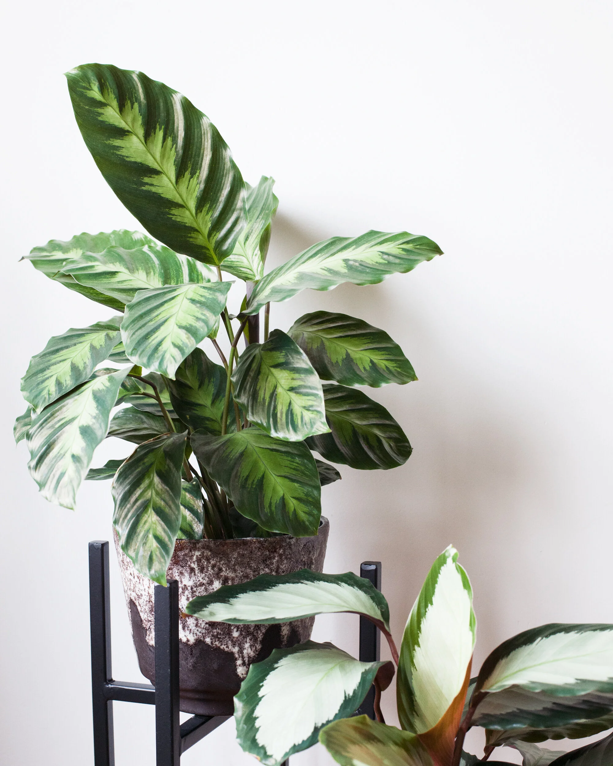 Plantenvraag: Spintprobleem in mijn Calathea crocata
