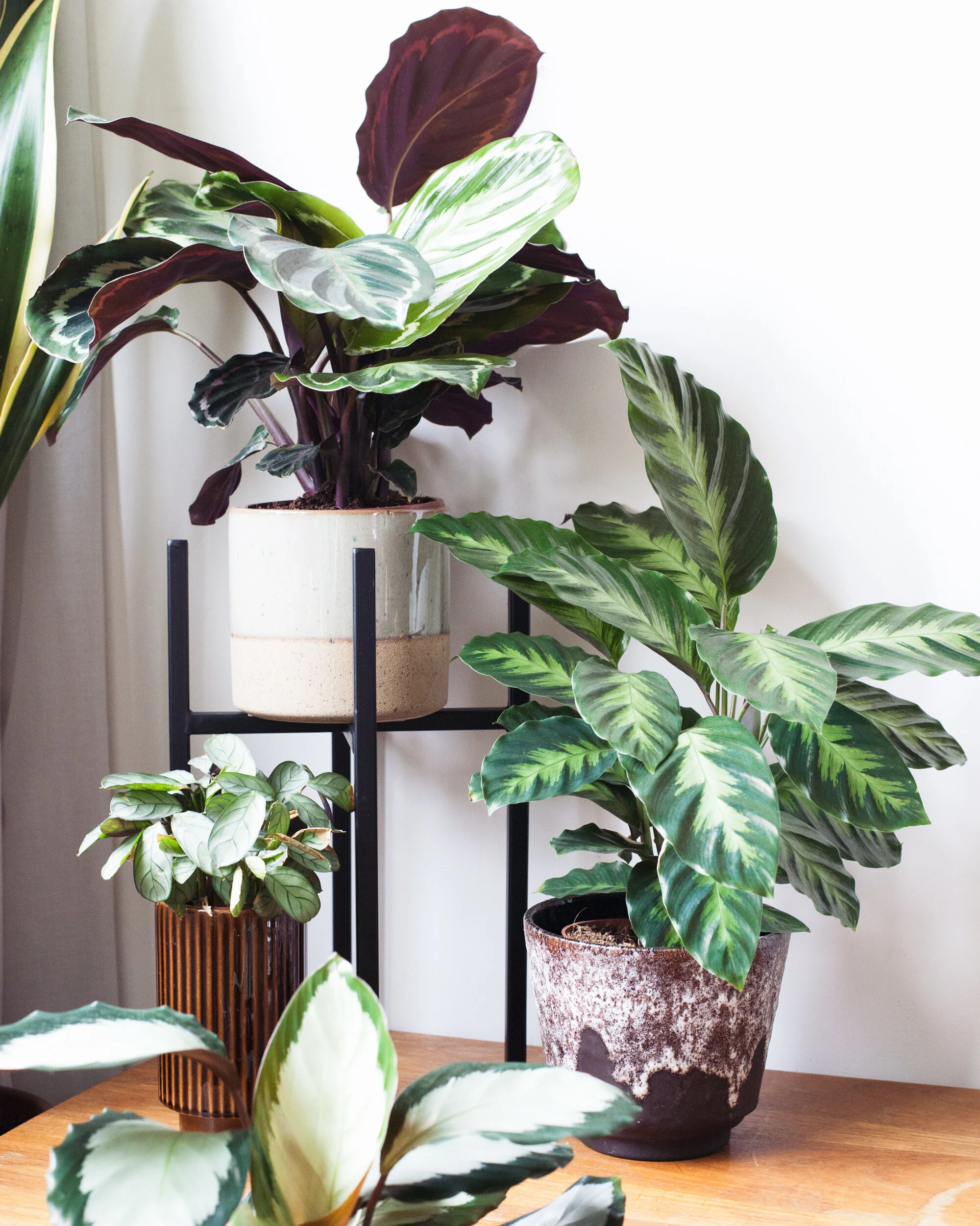 Plantenvraag: Bruine puntjes aan de bladeren van de Calathea zebrina