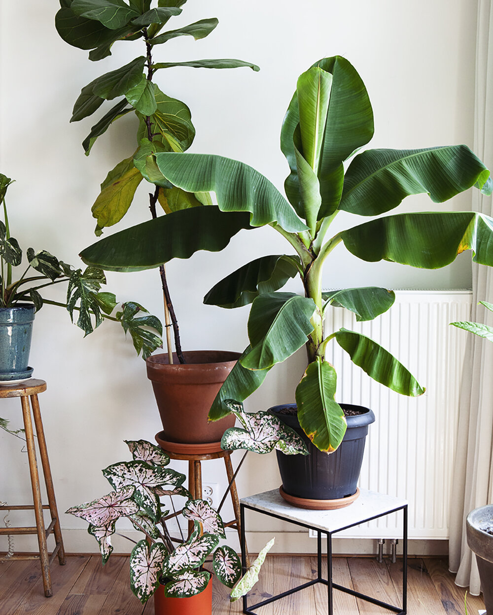Stappenplan voor een nieuwe plant 🌱 — Mama Botanica