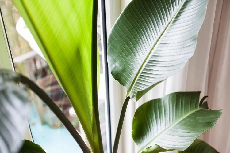 Plantenvraag: Blad van Strelitzia nicolai ontrolt zich niet