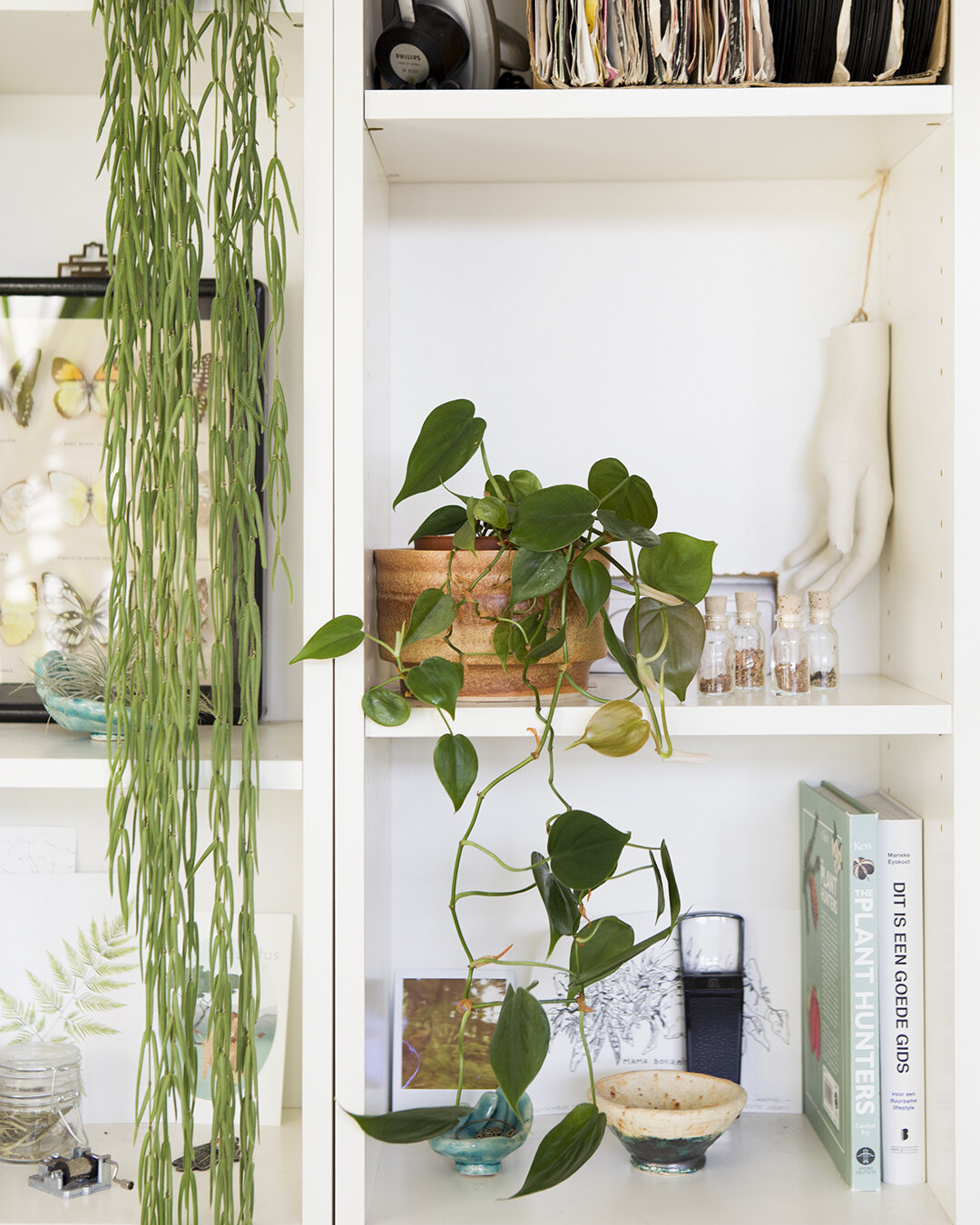 reactie code Woordenlijst 7 verhuistips voor je kamerplanten — Mama Botanica