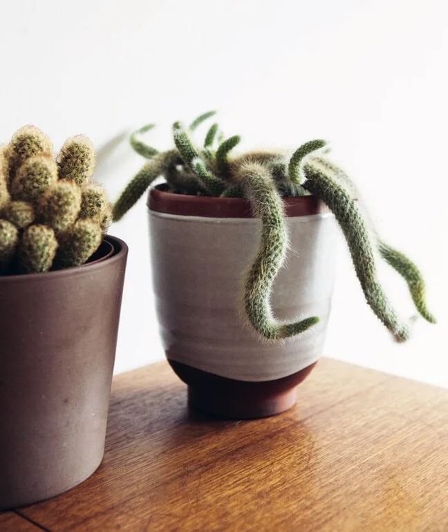 De beste plek in huis: Hildewintera colademononis (apenstaartcactus)