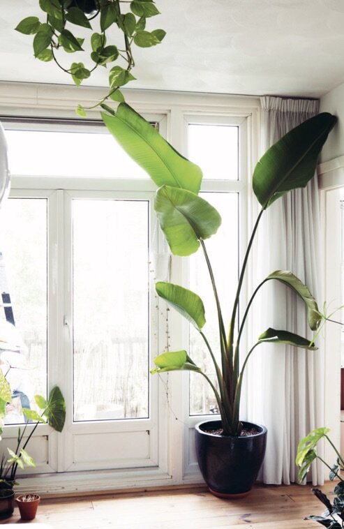 De juiste plek in huis: Strelitzia nicolai (paradijsvogelbloem) — Botanica