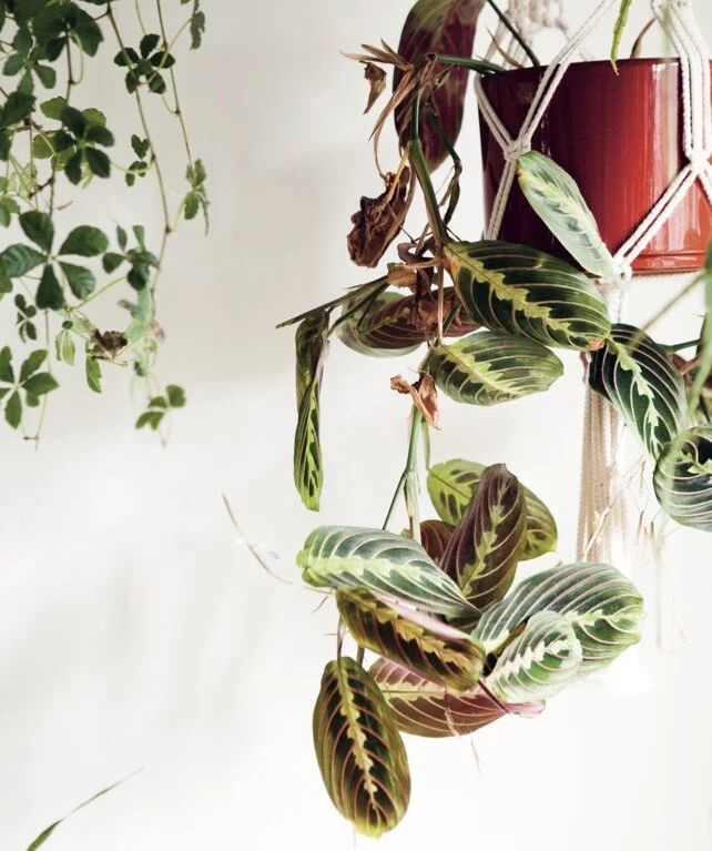 De beste plek in huis: Maranta fascinator (gebedenplant)