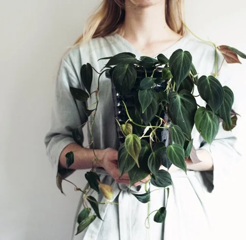 Plantenvraag: Waarom vertakt mijn Philodendron hastatum niet?  Mama  Botanica
