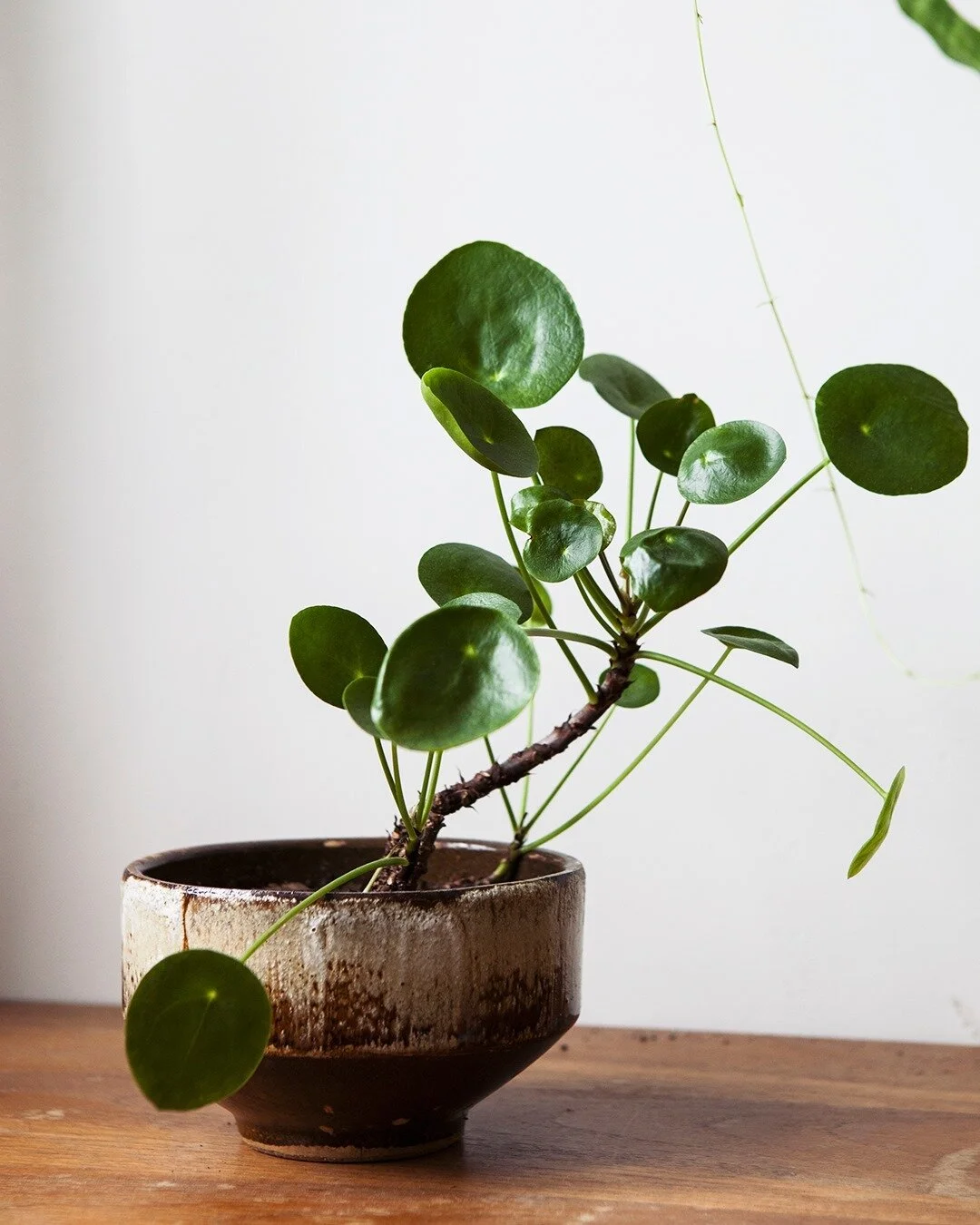 Which way to grow to?! This is an older photo of this Pilea. The main branch started leaning down, which is the natural way of growth for this plant. If you want to have it growing upwards, you'll have to give it some support. 
Pilea's still make