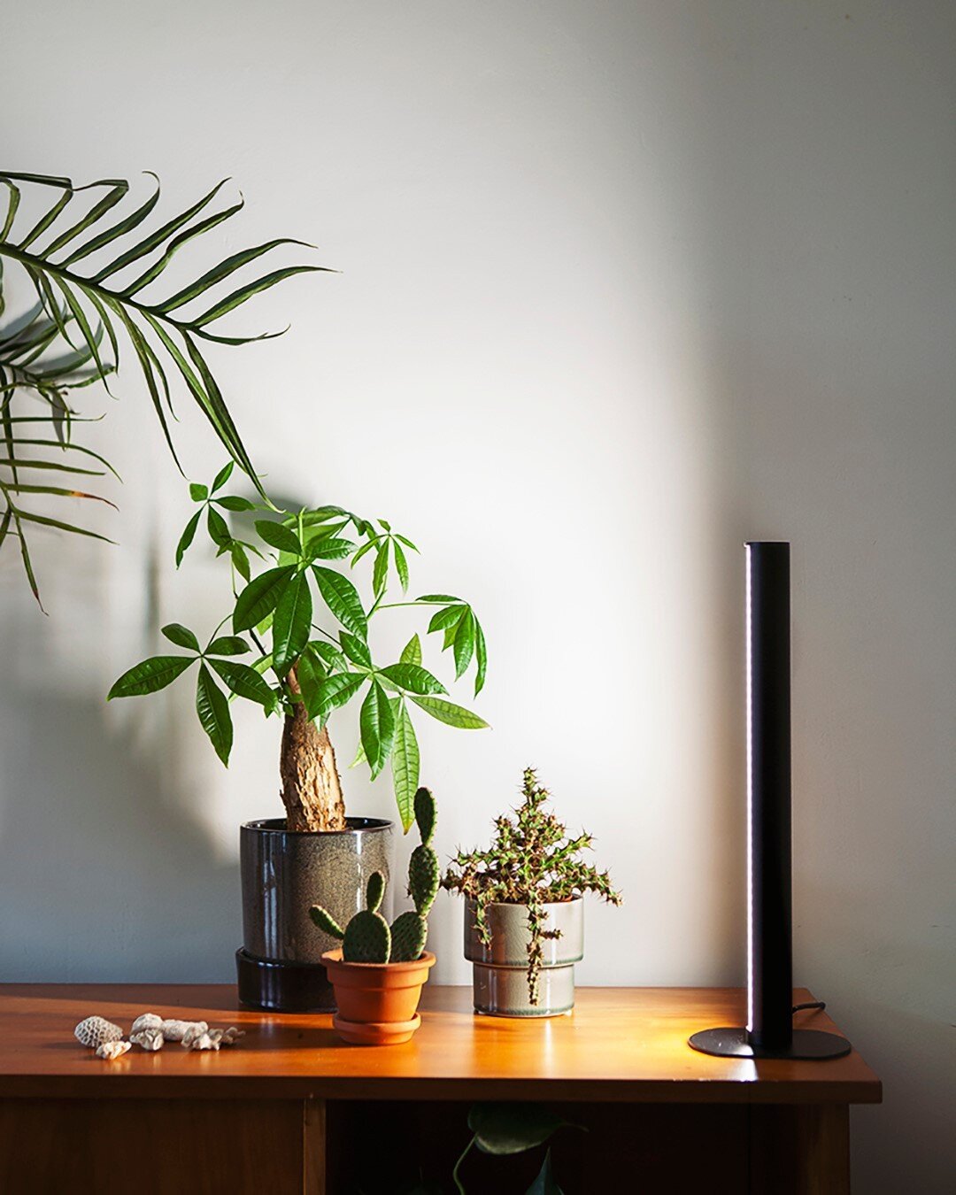 Look what came in the mail! The new plant light PlantSpectrum16 by @mother.life.official ✨⁠
⁠
What I love about this plant light is the bright and colorless light. Other plant lights often produce colored light, making your plants look weirdly pink. 