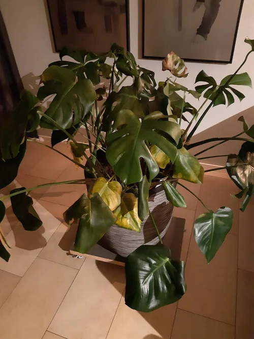 philodendron verrucosum red back Philodendron Verrucosum 'Amazon Sunset' (wk10-N)