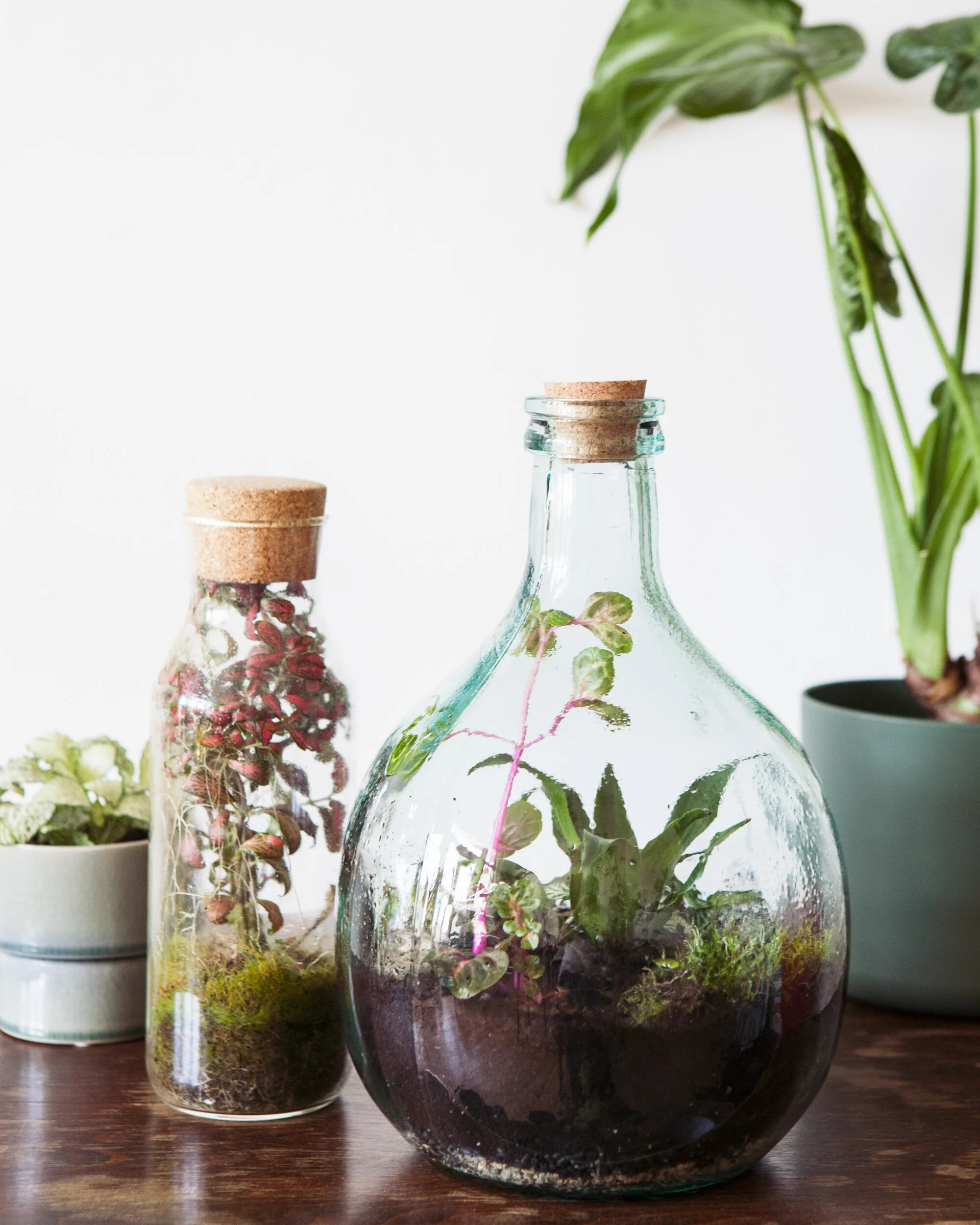 Zo verzorg je je terrarium