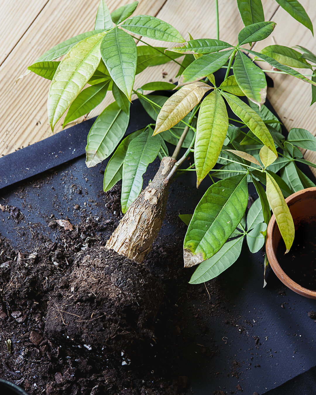 12 Simply Soil kokos potgrond tabletten - Duurzaam potgrond