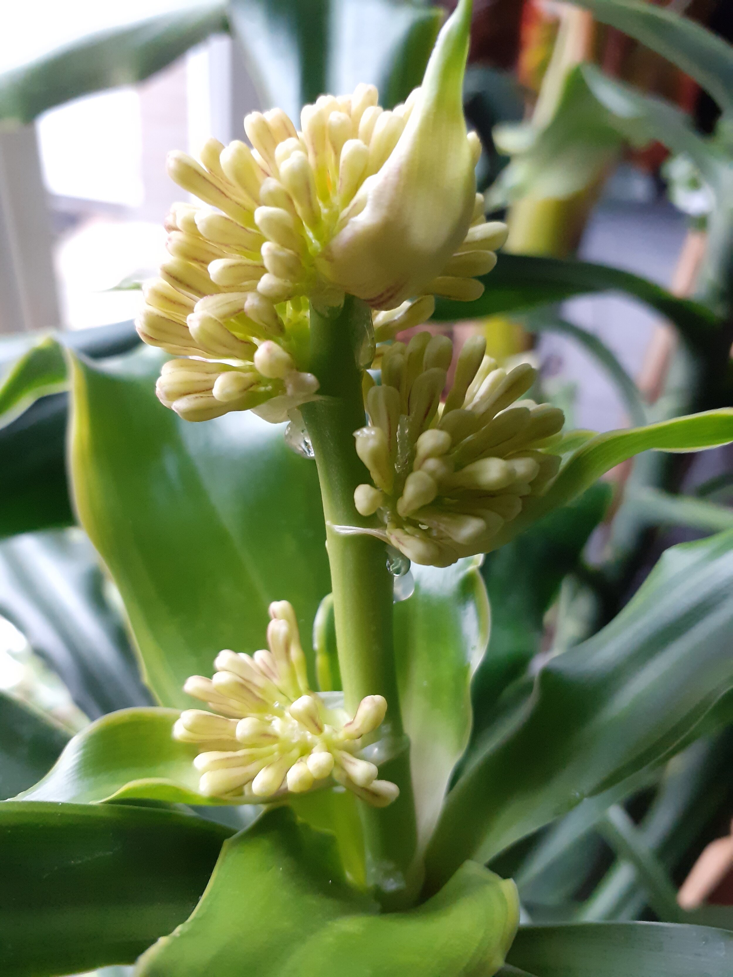 Staat tank Echt Plantenvraag: Groeit er nou een bloem in mijn kamerplant? — Mama Botanica