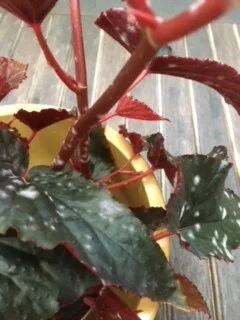 Plantenvraag: Begonia met schimmel
