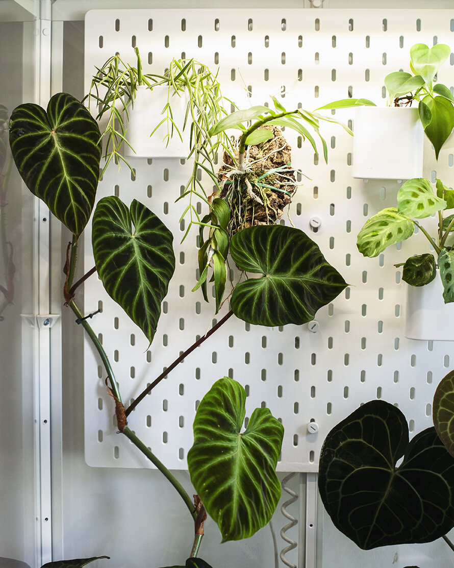 Greenhouse Cabinet — Mama Botanica