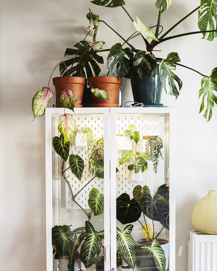 Greenhouse Cabinet — Mama Botanica
