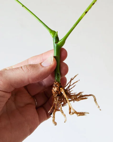 Plantenvraag: Witte knobbels op een wortel in het water