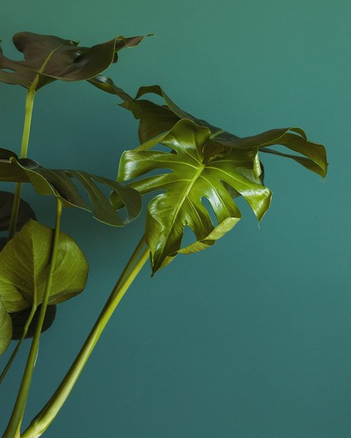 Plantenvraag: Monstera deliciosa krijgt gele bladeren  Mama Botanica