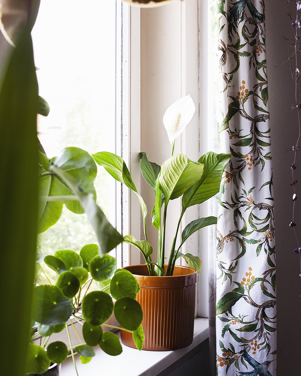 Is een waterbol of waterdruppelaar handig voor je planten? — Mama Botanica