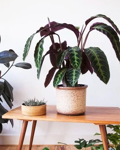floare calathea Calathea Ornata - Pinstripe Prayer Plant