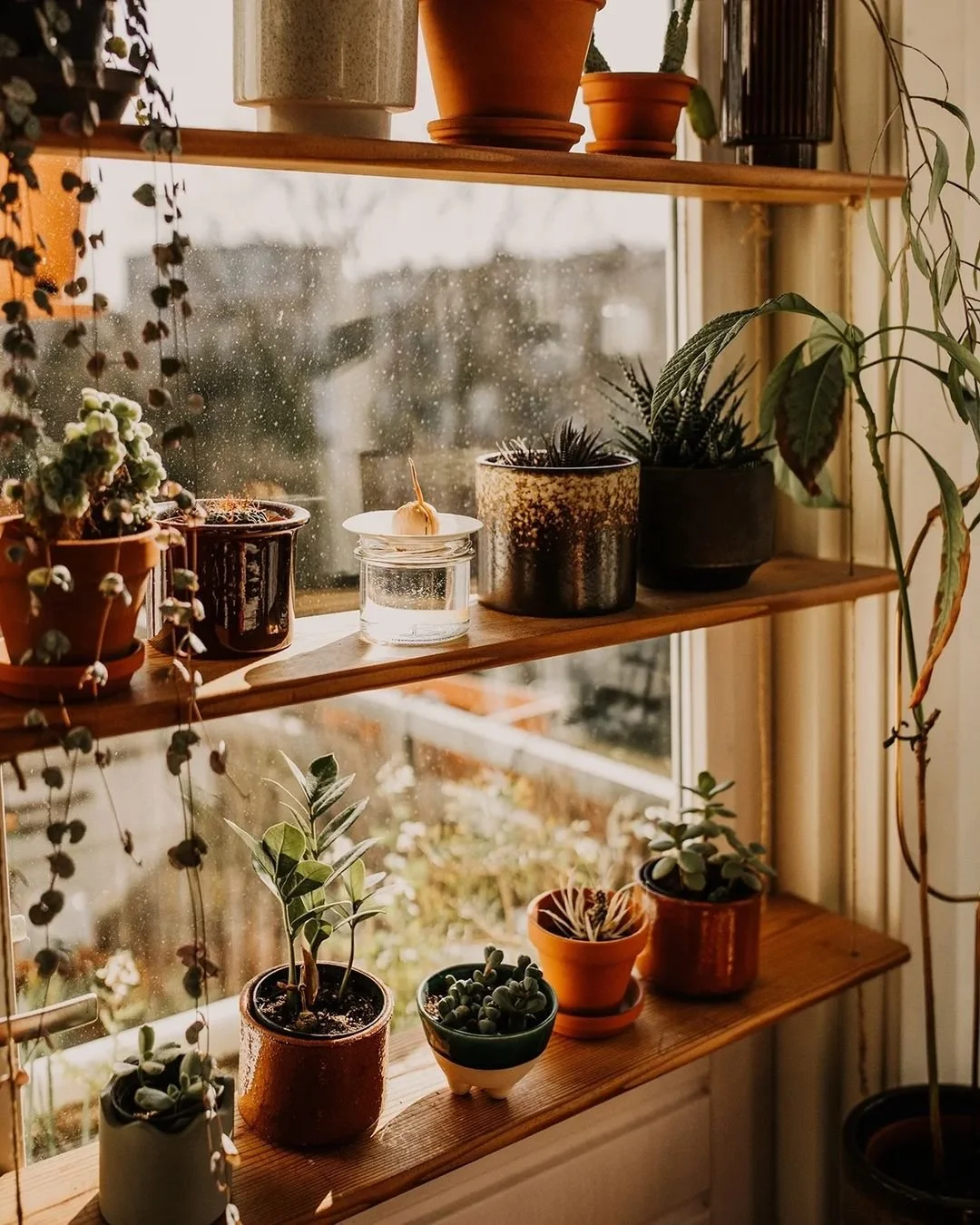 Plantenvraag: Welke planten kunnen goed tegen tocht?