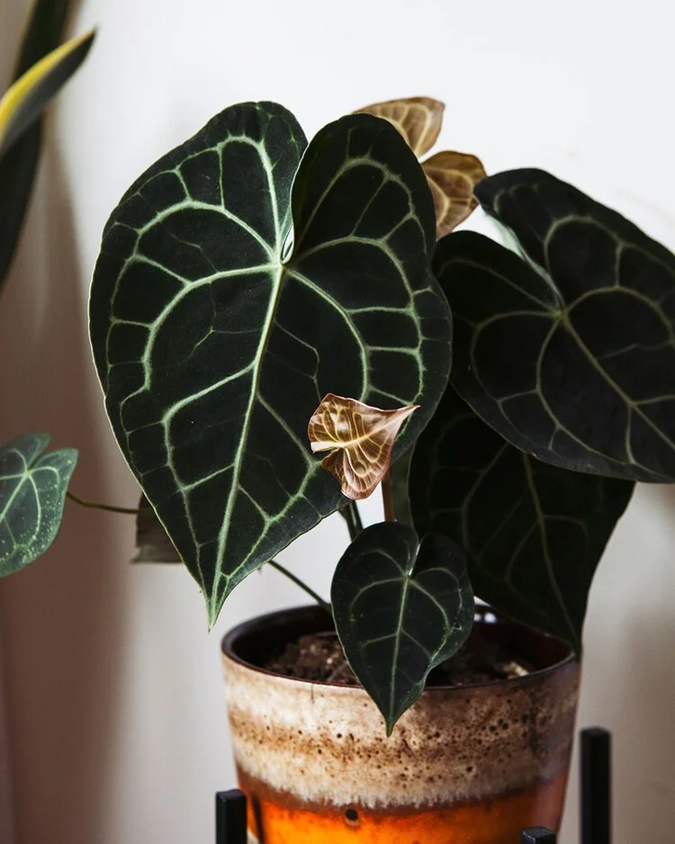 Anthurium zaden laten ontkiemen (stappenplan)