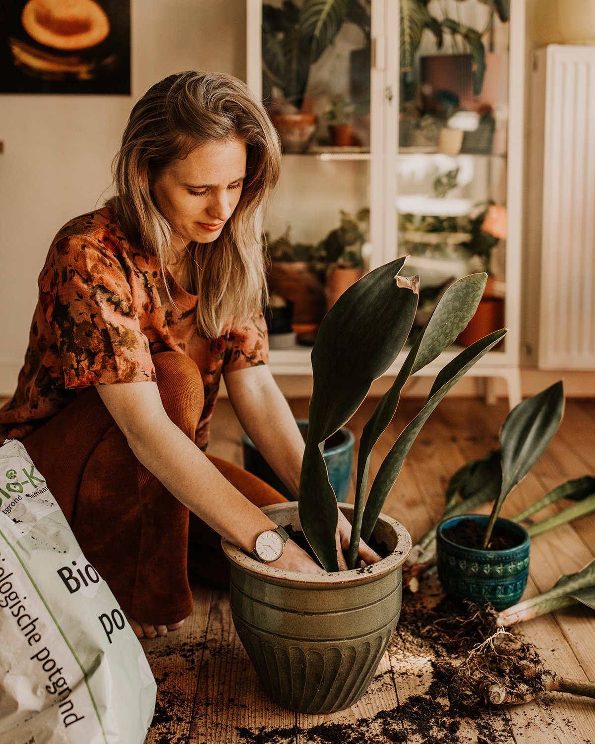 ik heb het gevonden herstel tarwe Kun je planten zonder binnenpot in een dichte pot verpotten? — Mama Botanica