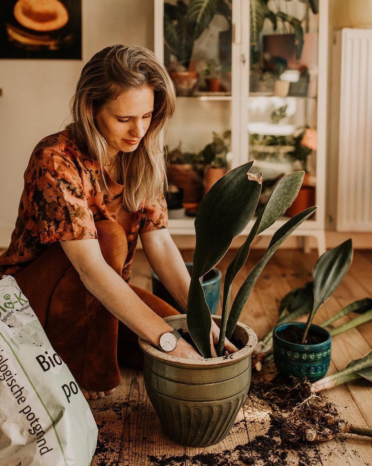 Kun je planten zonder binnenpot in een dichte verpotten? — Botanica