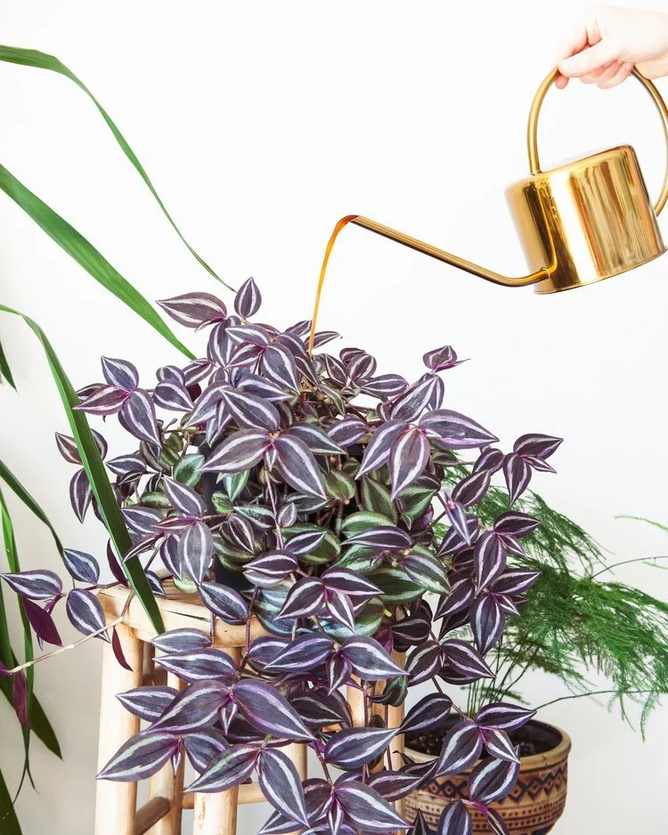 Alles over plantenvoeding