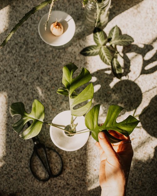 levitating plant pot Levitating Plant Pot | Floating Plant Levio Parlor Palm | Plant Float | Levitating  Pot as Christmas Gift and Birthday Gift main image 1
