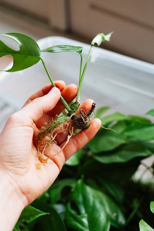 Calathea stekken: stappenplan + video  Mama Botanica
