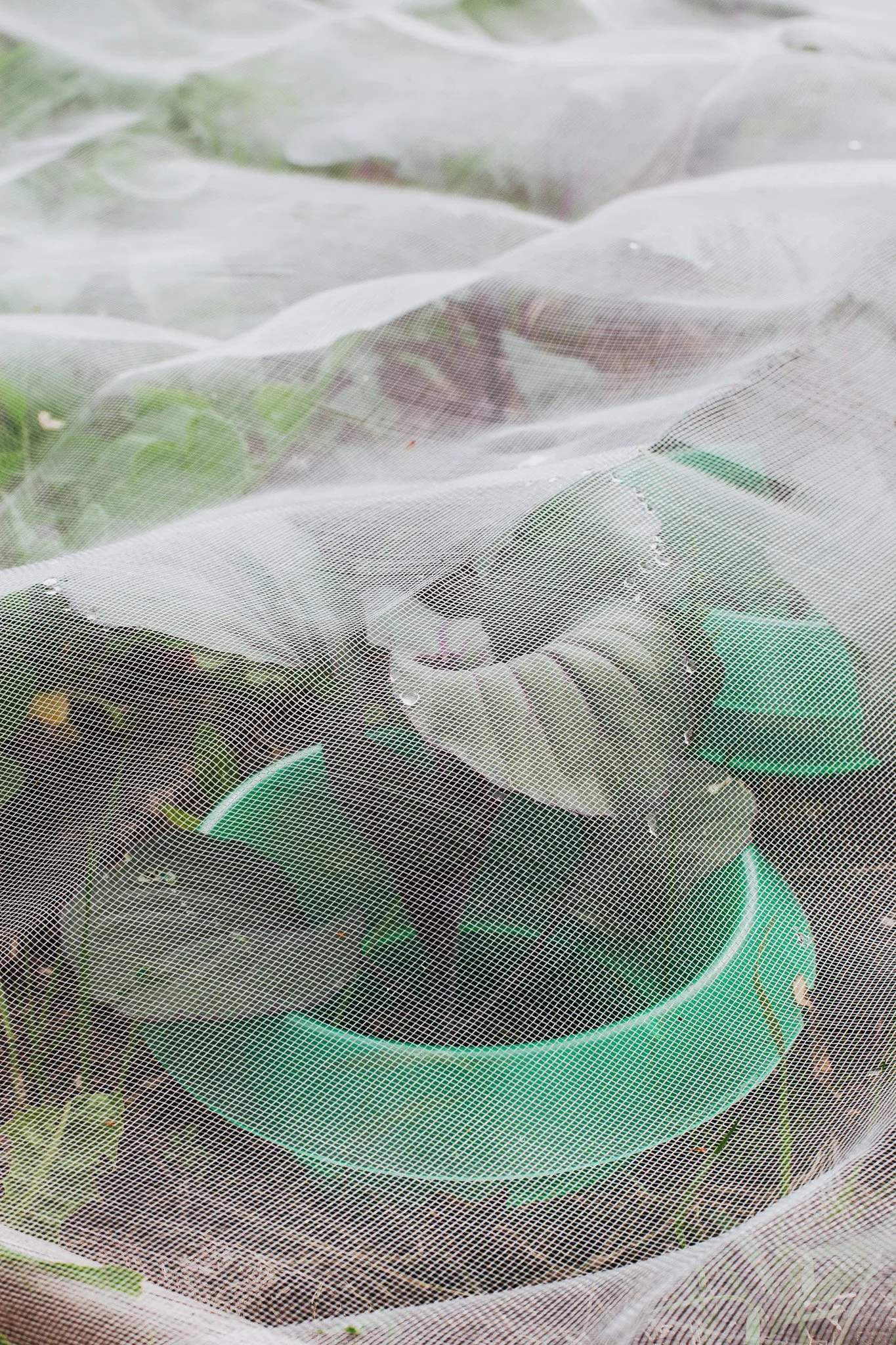 Bescherm planten in je moestuin met insectengaas