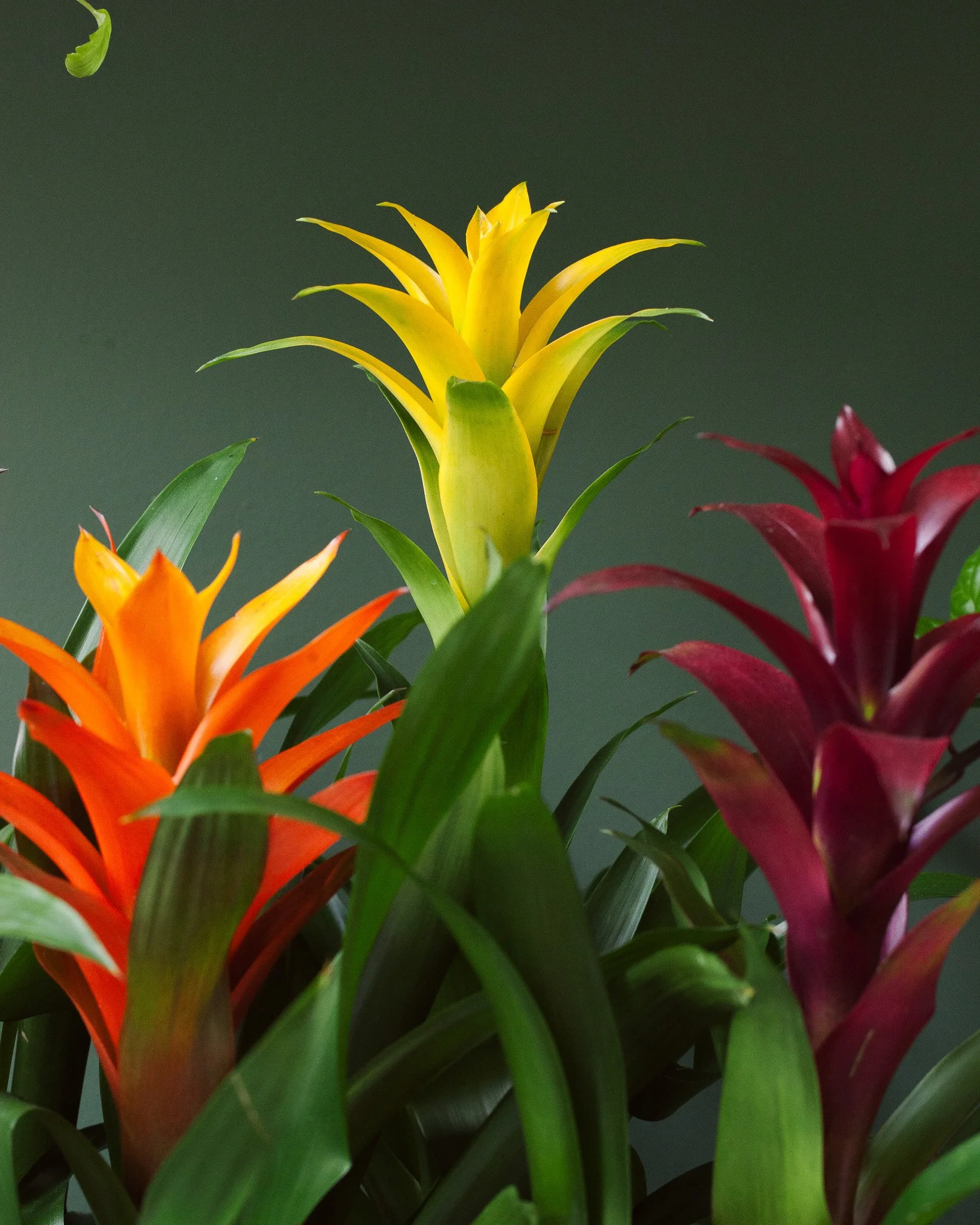 Bromelia soorten_Mama Botanica_27.jpg