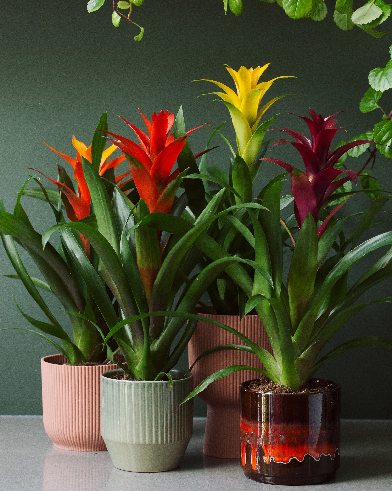 Bromelia soorten_Mama Botanica_25.jpg