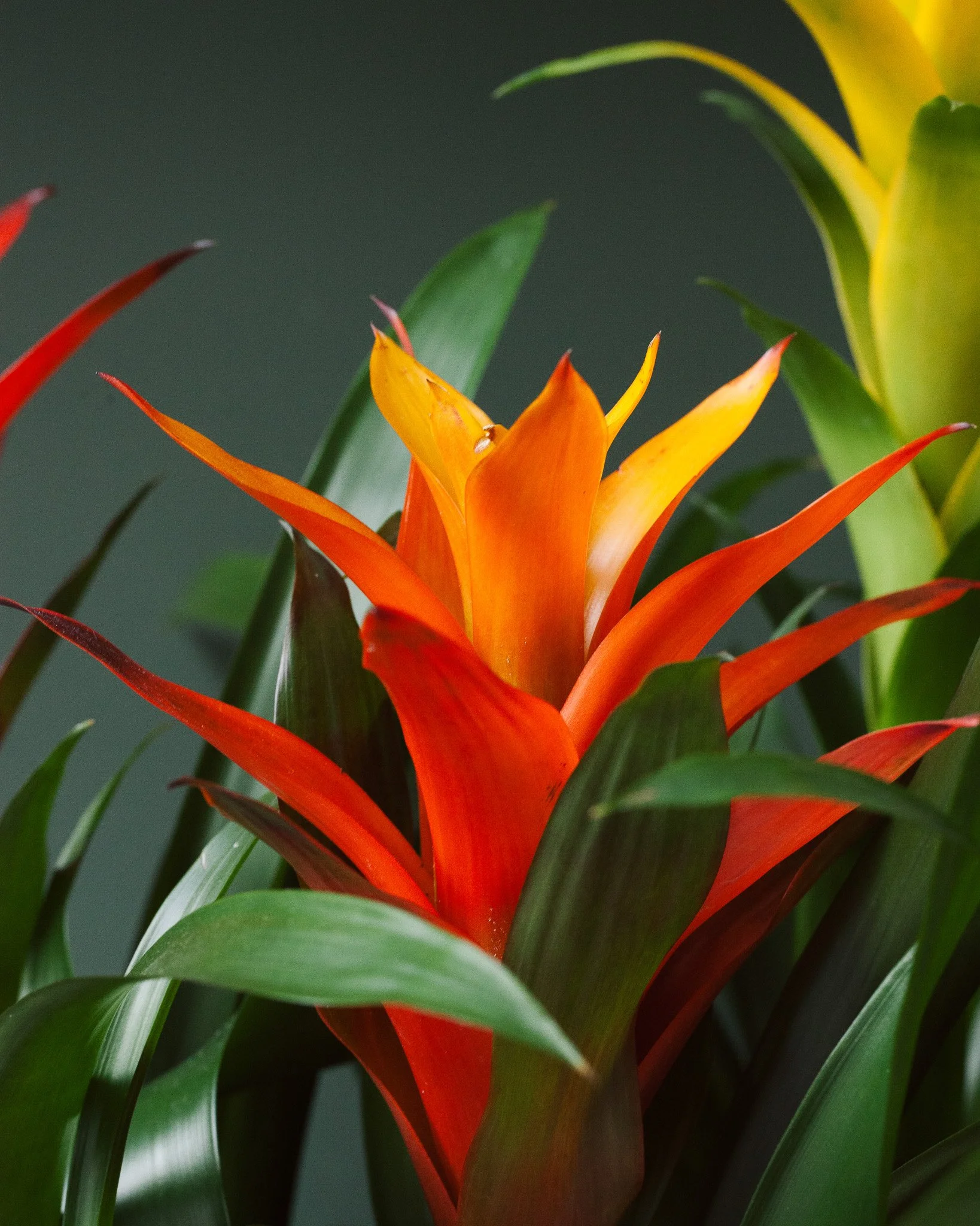 Bromelia soorten_Mama Botanica_28.jpg