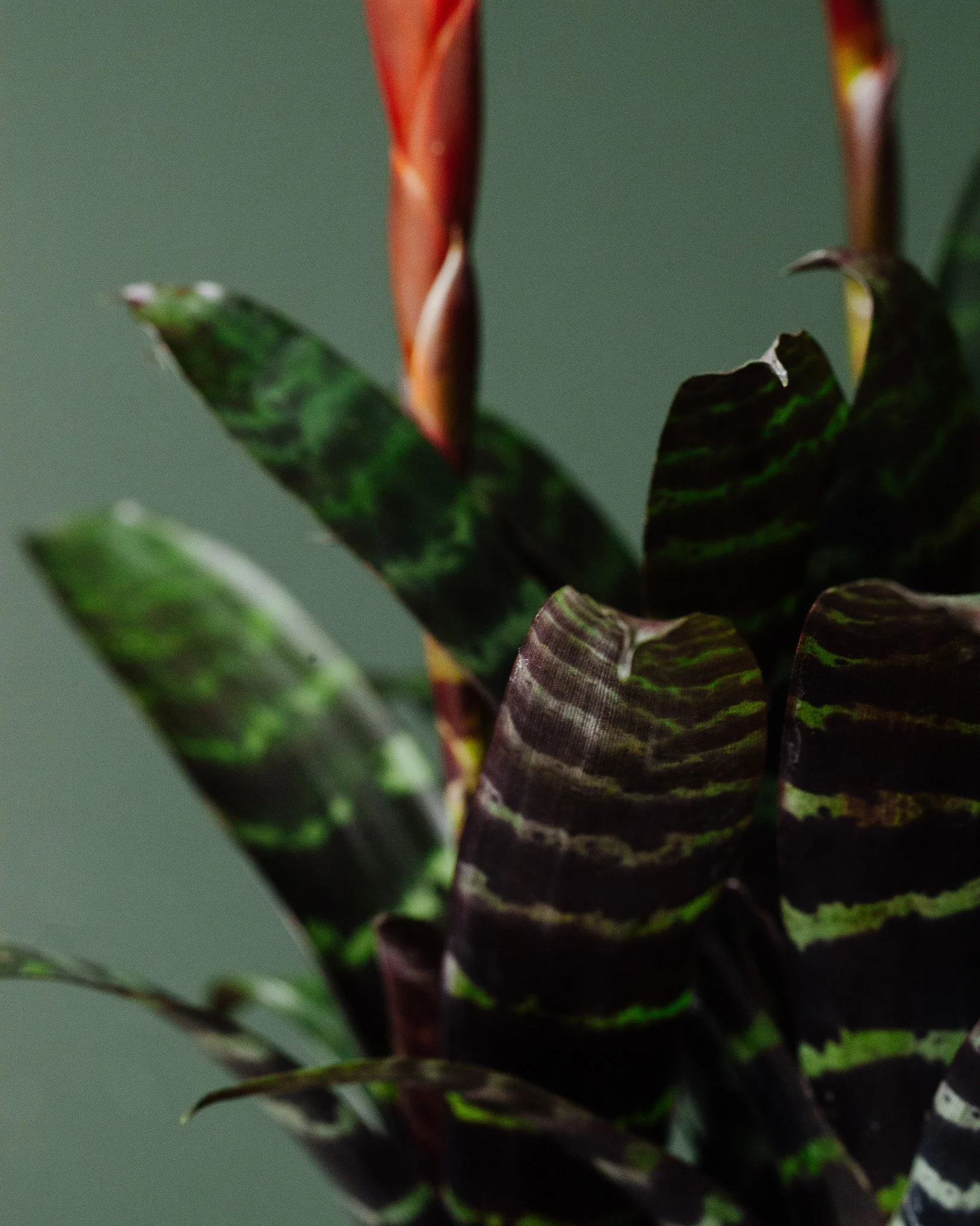 Bromelia soorten_Mama Botanica_17.jpg