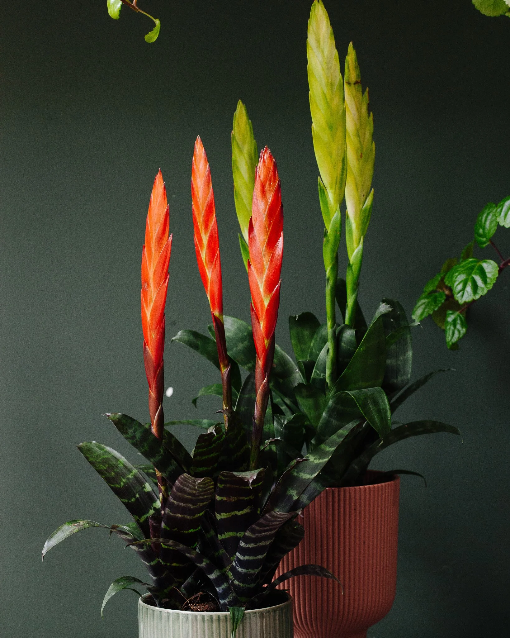 Bromelia soorten_Mama Botanica_19.jpg